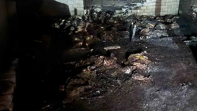 Ahırda yangın çıktı: 170 koyun telef oldu