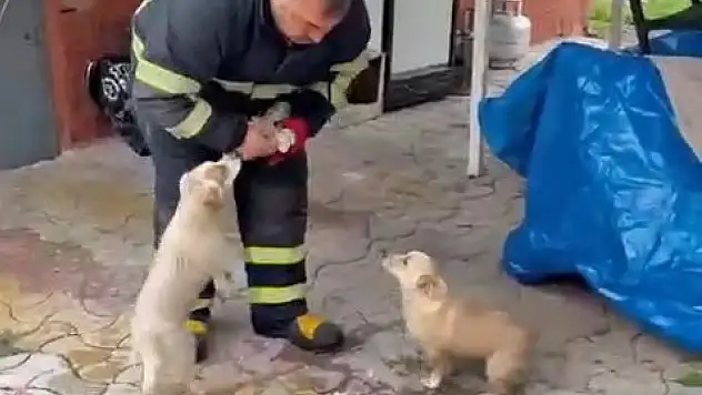 Baraj taşkınında mahsur kalan 2 yavru köpek kurtarıldı