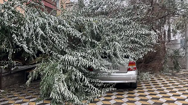 Niğde'de devrilen ağaç otomobilin üzerine düştü!