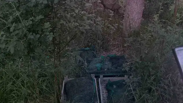 Kurbağa kaçakçıları 133 kilo canlı kurbağa ile yakalandı!