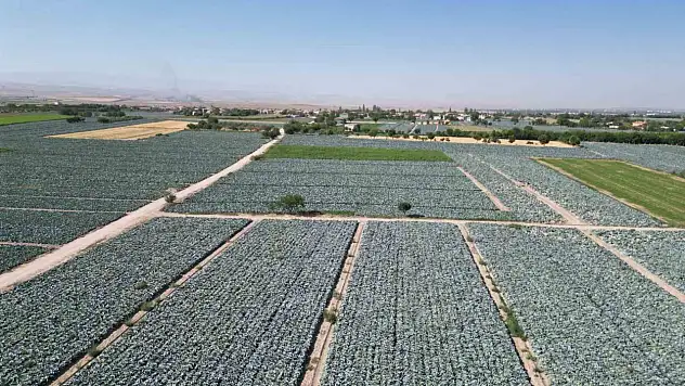 Niğde tarlalarında pestisit denetimi