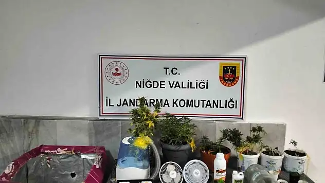 Niğde'de yasadışı kenevir yetiştirenlere operasyon düzenlendi