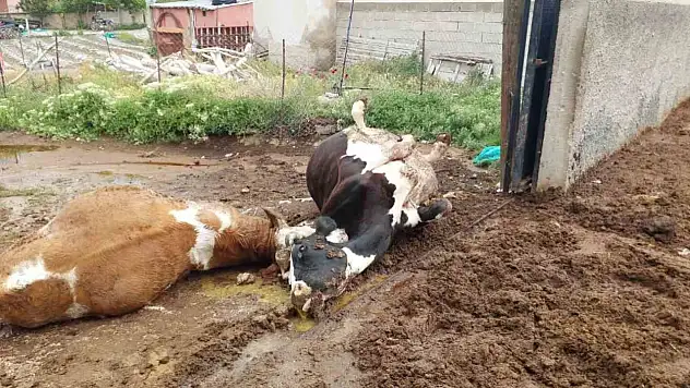 Niğde'de yıldırım düştü: 2 inek telef oldu