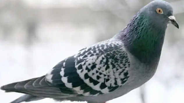 O anlar kamerada: Damdaki kuşlar çalındı