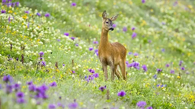 O projeyle nesillleri korunuyor