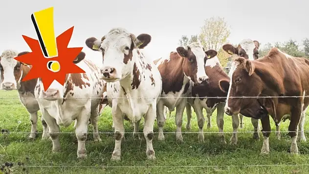 Önce Diyanet uyarmıştı şimdi de kasaplar uyarıyor! Kurban alırken bu hususlara dikkat edin…