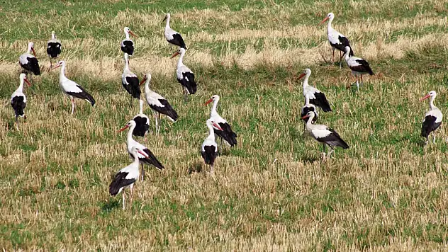 Yozgat'ta onlarca leylek dron kamerasına yansıdı