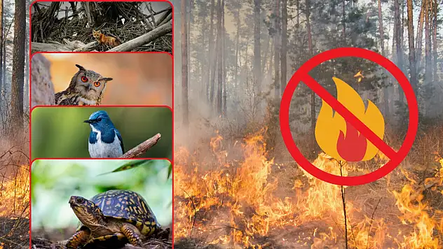 Orman yangınları en çok onları etkiliyor! İşte yapılması gerekenler…