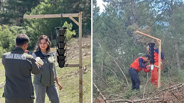Mudurnu Ormanlarında Böcek Alarmı