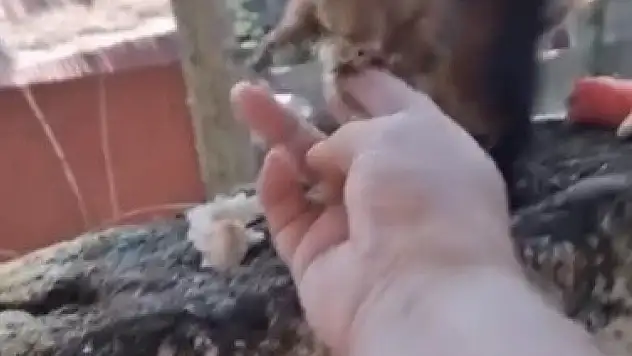 Osmaniye'de sincap ilgi odağı oldu