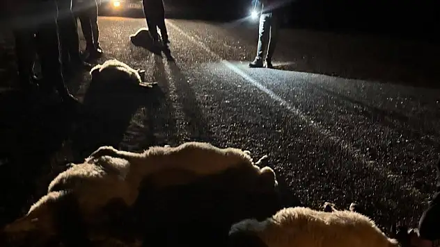 Adana'da 11 koyun telef oldu!