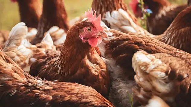 Pınarbaşı'nda tavuk dağıtımı başlıyor! Tarih belli oldu