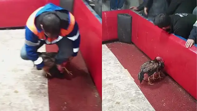 Polis horoz dövüştürenlerin arasında sızdı - Baskın sonrası şüpheli şahsın ifadesi pes dedirtti!