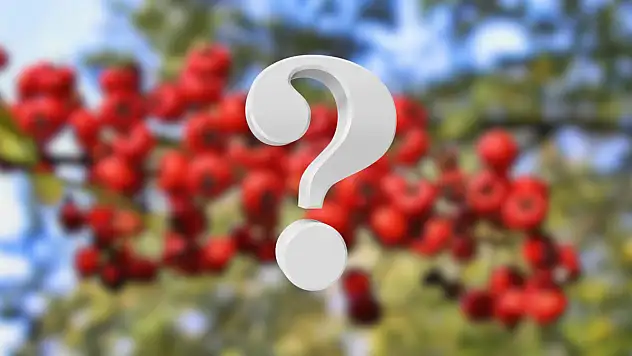 Reçeli, sirkesi, marmeladı yapılıyor! Kayseri'de satışları başladı