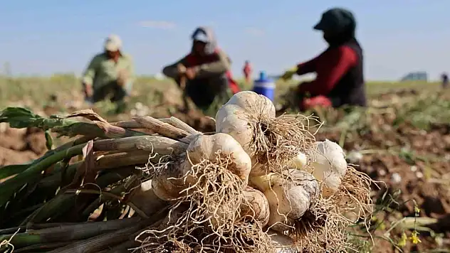 Aksaray sarımsağının hasadı başladı