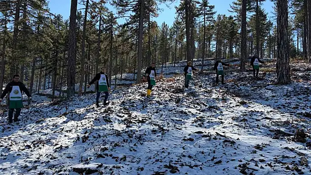 Saimbeyli'de orman geleceğe hazırlanıyor