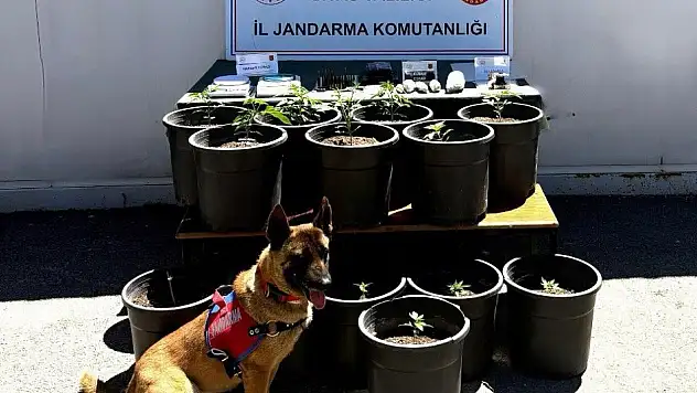 Sivas'ta çiçek saksılarına ekilmiş skunk ele geçirildi