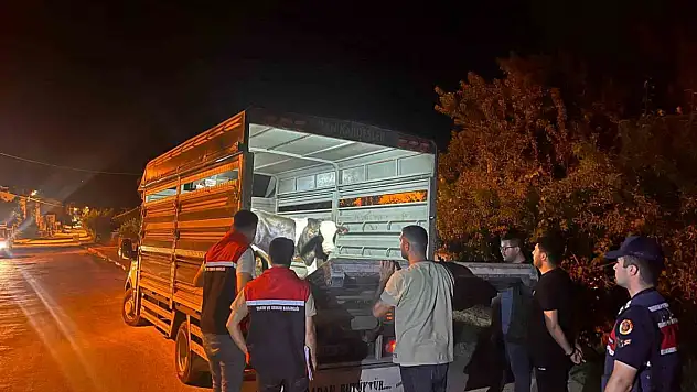 Şap hastalığı tedbirini ihlal eden besiciye 105 bin TL ceza!