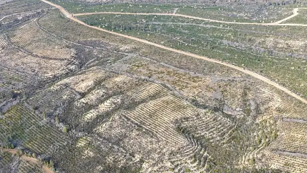 Adana'da 1 milyon 200 bin fidan dikildi