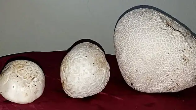 Sarız'da bulunan dev mantarlar görenleri hayrete düşürdü
