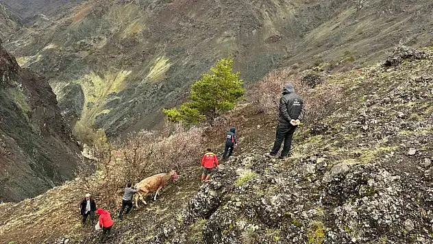 Mahsur kalan 2 ineği AFAD kurtardı