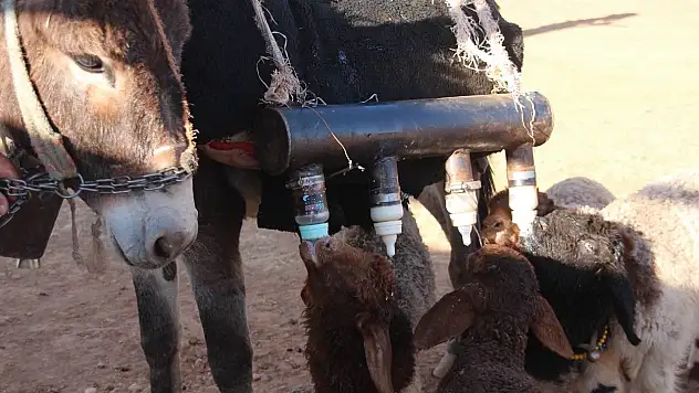 Biberonla beslenen kuzular eşeğin peşinden ayrılmıyor