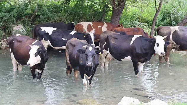 Hayvanlar suya girerek serinledi