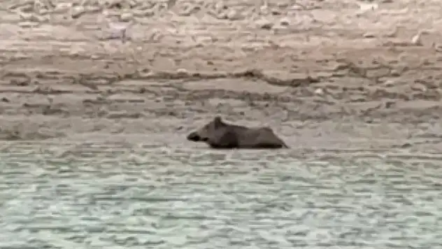 Sıcaktan bunalan yaban hayvanları çareyi gölde buldu!