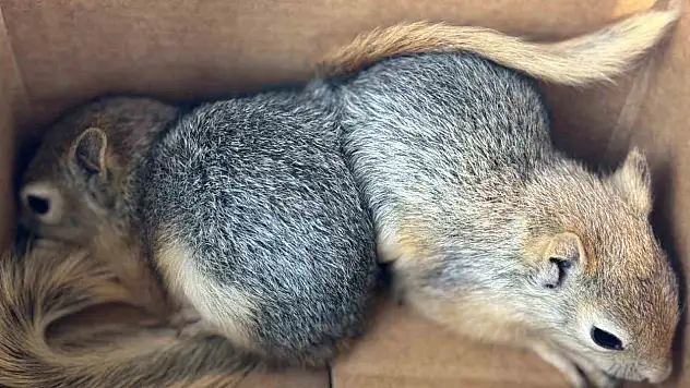 Sincapları satmaya çalışan şahsa ceza uygulandı!