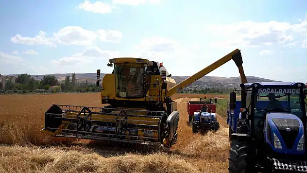 Sivas Cumhuriyet Üniversitesi'nde yulaf ve buğday hasadı başladı