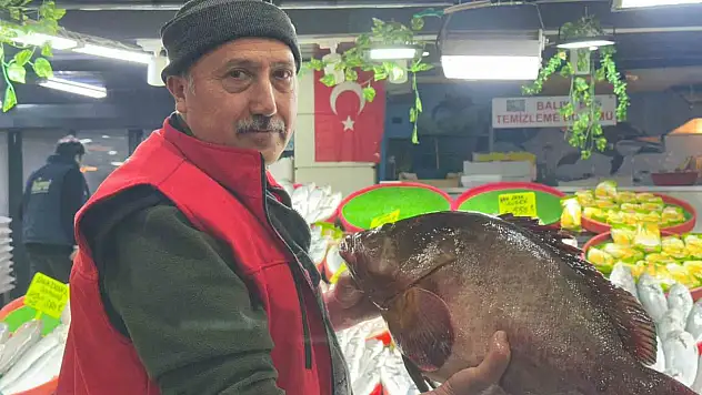 7.5 kiloluk orfoz balığı tezgahın ağası oldu!