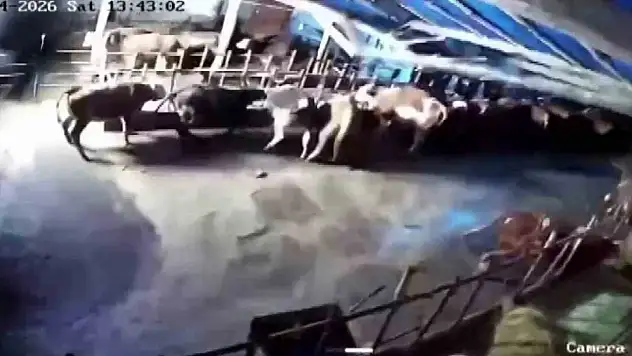 Sivas'ta ahır çöktü!