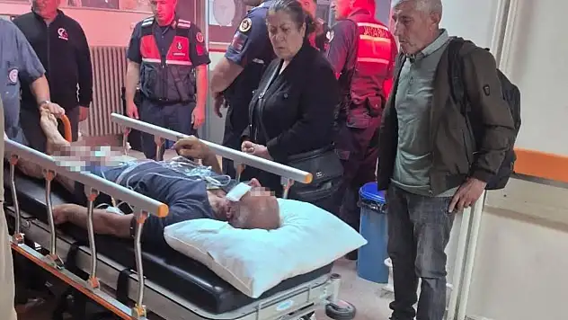 Sivas'ta çobana ayı saldırısı: Köpekleri hayatını kurtardı