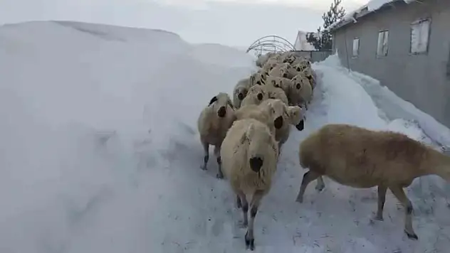 Sivas'ta kar yer yer 2 metreyi aştı