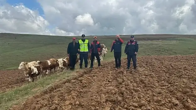 Sivas'ta kaybolan 9 büyükbaş hayvan, dronla bulundu!