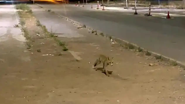Sivas'ta kokoreçcinin müdavimi alışkanlıkları ile şaşırttı!