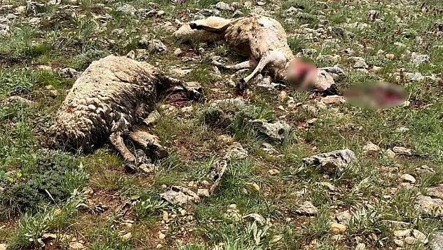 Kırsala yıldırım düştü koyunlar telef oldu