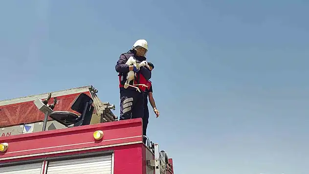 Sıcaktan baygınlık geçiren leyleği itfaiye kurtardı