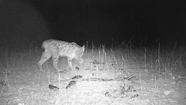 Sivas'taki vahşi yaşam görüntülendi
