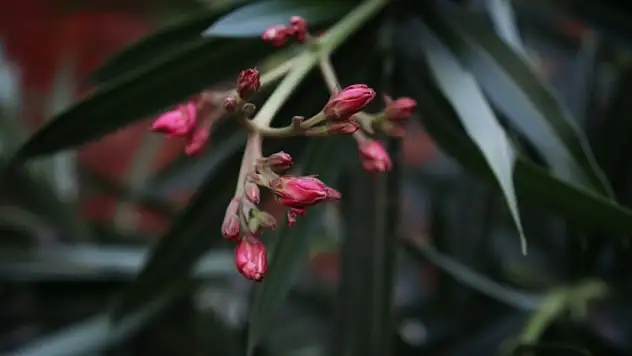 Soğuklar ne zaman kırılacak? Baharın habercisi cemreler için tarih verildi