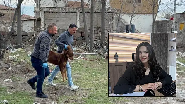 Sokak köpeği saldırılarında flaş karar! Valilik ve Büyükşehir de sorumlu tutulabilecek
