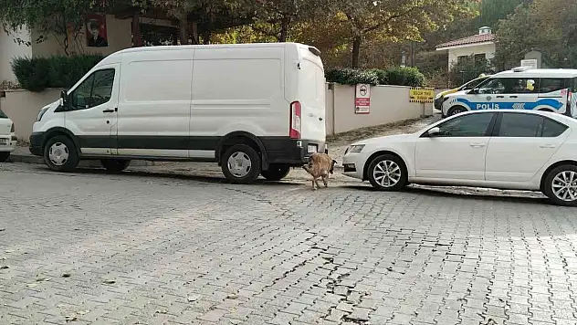 Sivas'ta 4 köpek bir otomobili parçaladı!