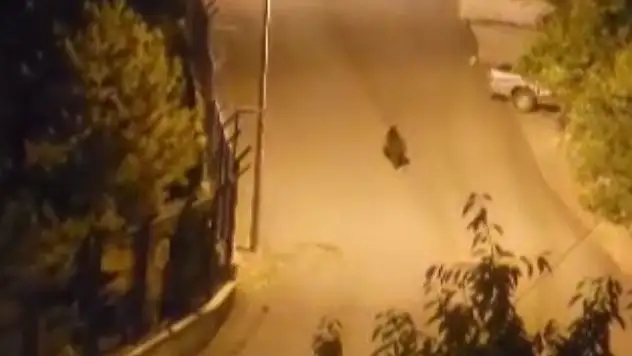 Sokakta gezen ayı görüntülendi