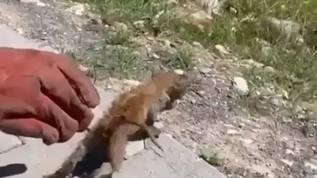 Su giderine sıkışan kediyi itfaiye ekipleri kurtardı!