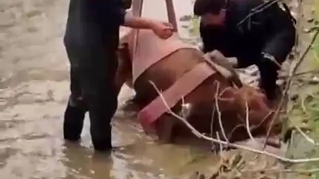 Kahramanmaraş'ta ineği kurtarma operasyonu