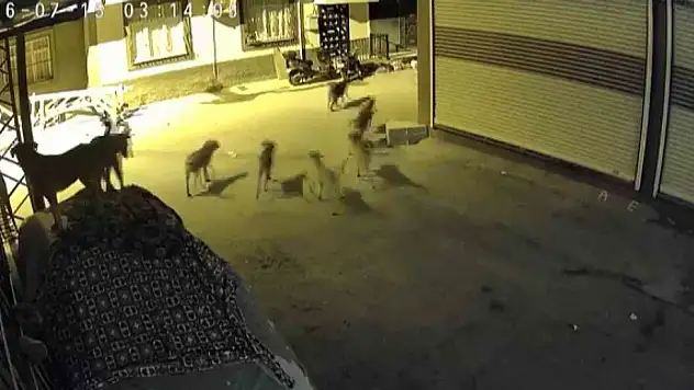 Köpeklerden korkan kedi, pencere demirine tırmandı