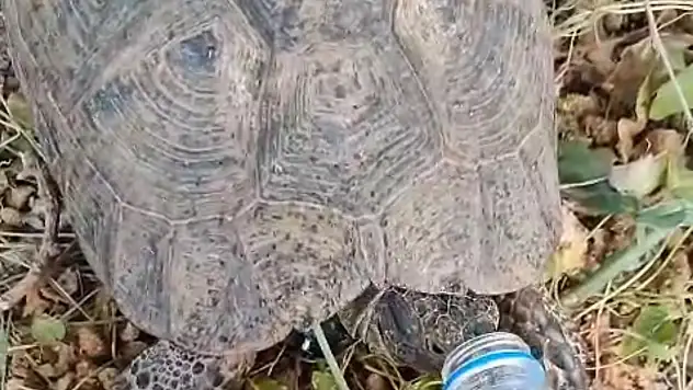 Susayan kaplumbağaya  şefkat elini uzattı