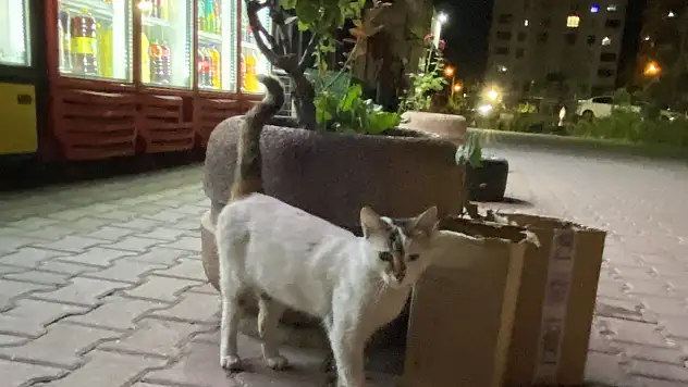 Susayan kedi derdini bakın nasıl anlattı!