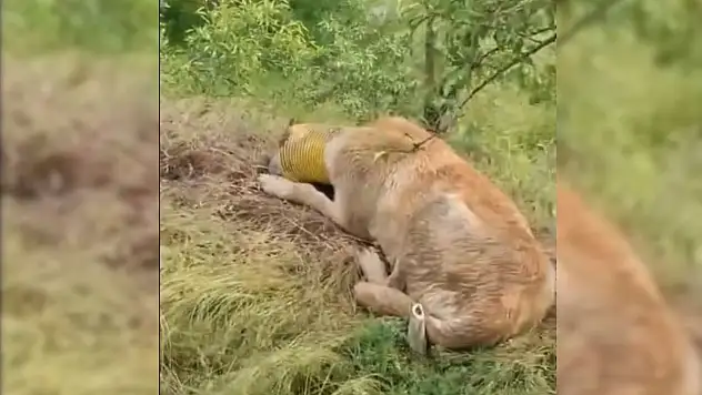 Talas Belediyesi boruya sıkışan köpek için seferber oldu
