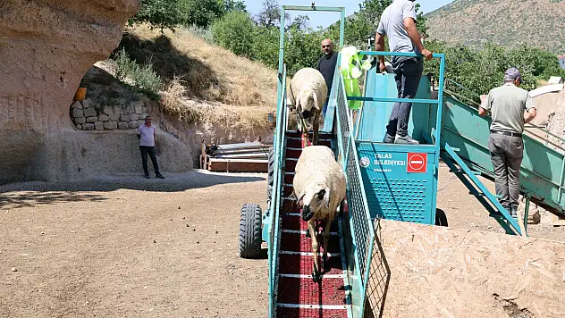 Talas'ta besicilere büyük kolaylık: Mobil banyodan 16 bin koyun geçti!